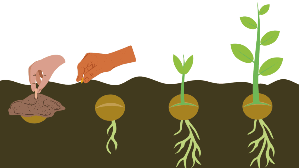 An illustration of Plant Your Seeds or Seedlings